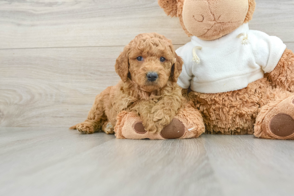 Mini Goldendoodle Pup Being Cute