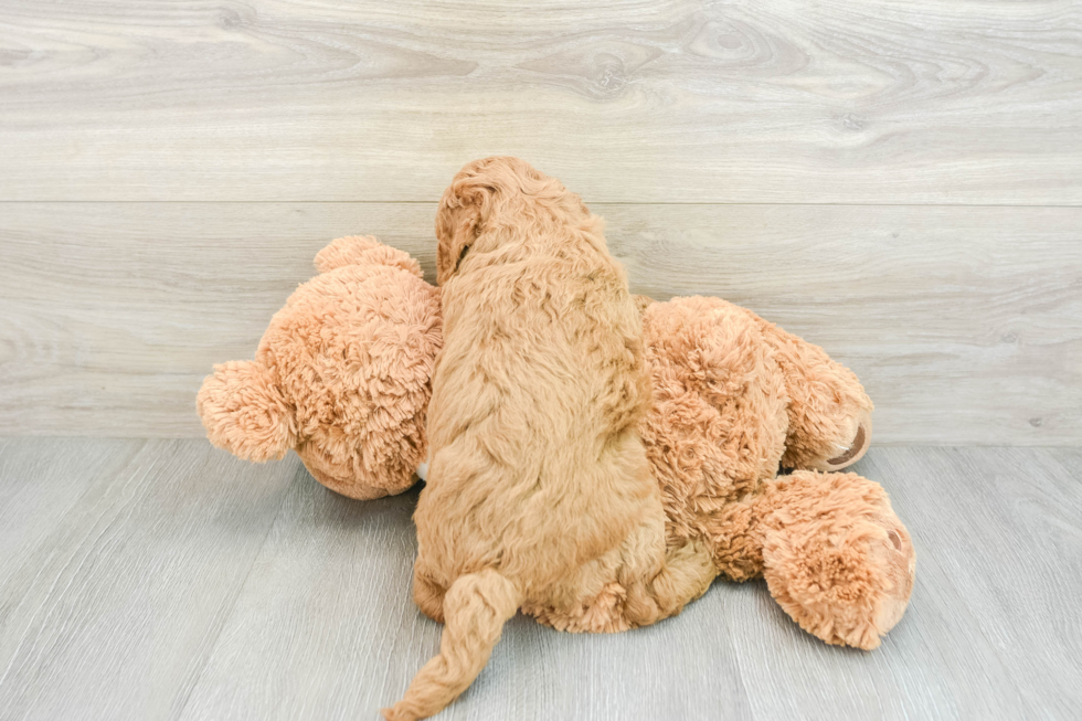 Cute Mini Goldendoodle Baby