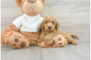 Mini Goldendoodle Puppy for Adoption