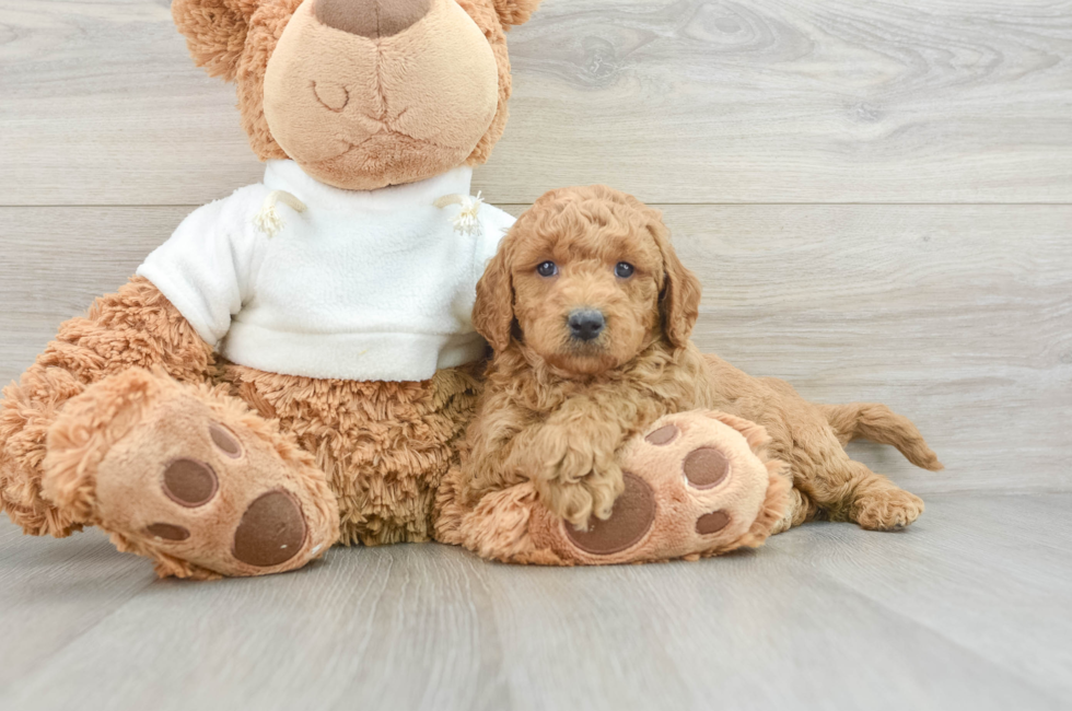 6 week old Mini Goldendoodle Puppy For Sale - Premier Pups