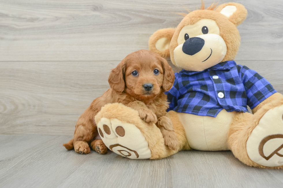 Mini Goldendoodle Pup Being Cute