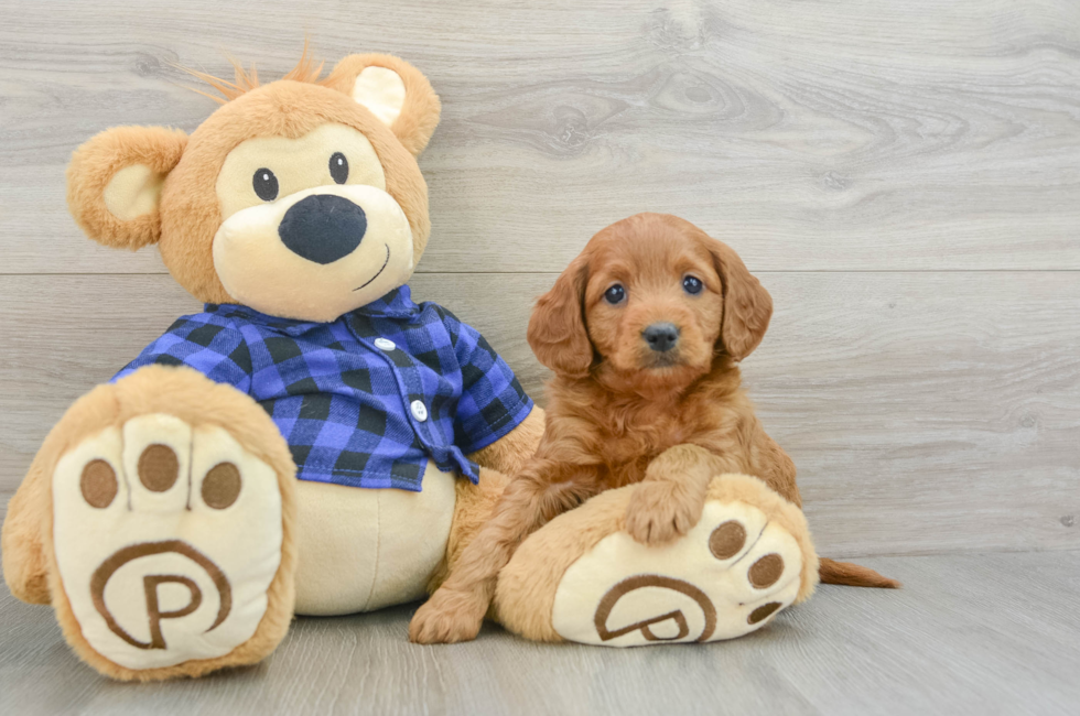 5 week old Mini Goldendoodle Puppy For Sale - Premier Pups