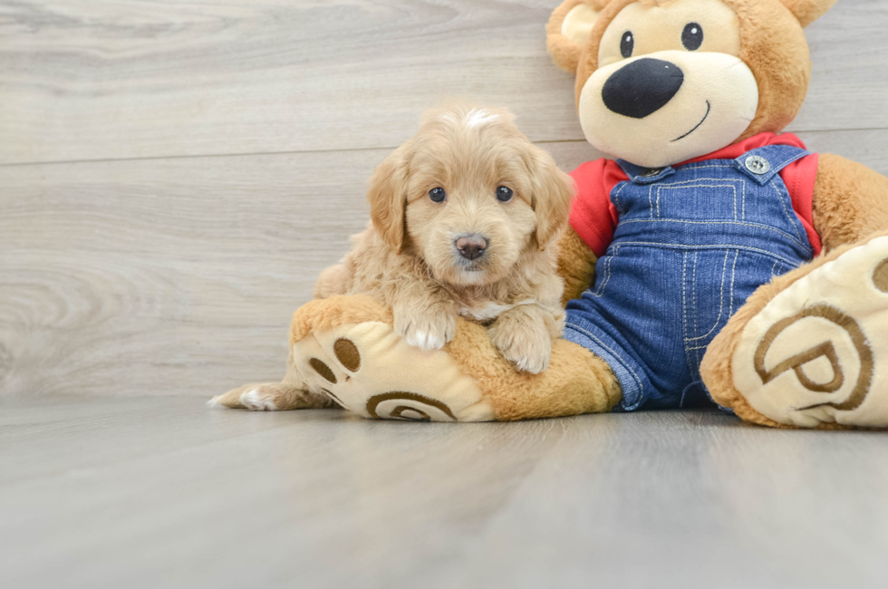5 week old Mini Goldendoodle Puppy For Sale - Premier Pups