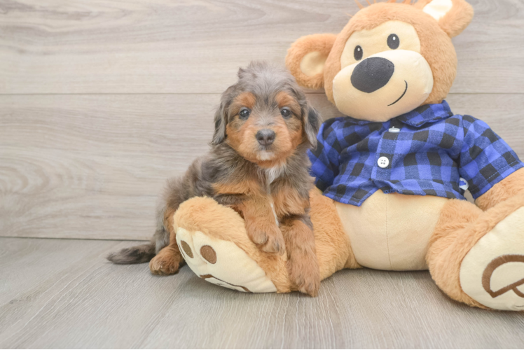 Smart Mini Goldendoodle Poodle Mix Pup