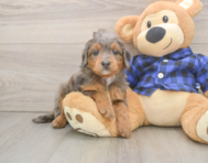 7 week old Mini Goldendoodle Puppy For Sale - Premier Pups