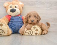 7 week old Mini Goldendoodle Puppy For Sale - Premier Pups
