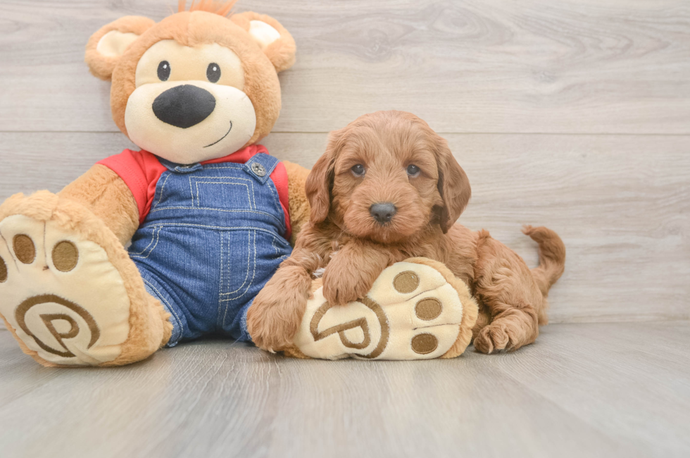 5 week old Mini Goldendoodle Puppy For Sale - Premier Pups
