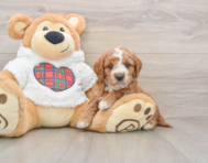 6 week old Mini Goldendoodle Puppy For Sale - Premier Pups