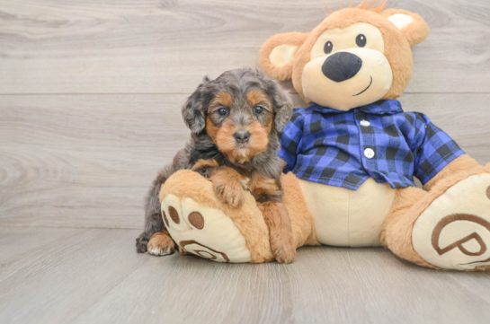 Best Mini Goldendoodle Baby