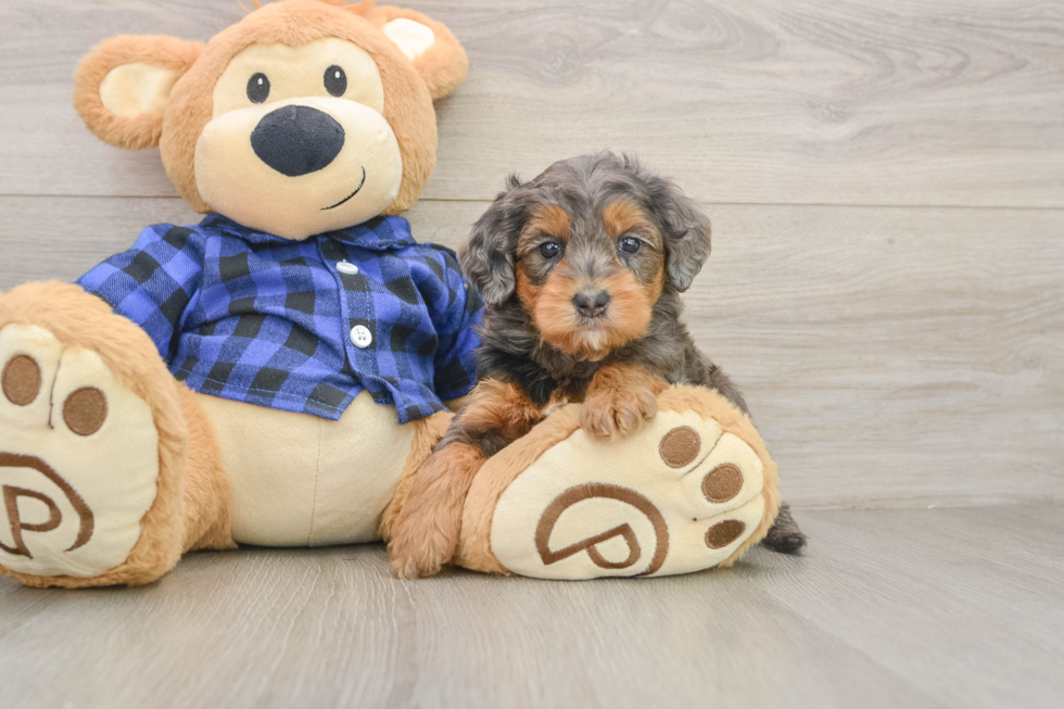 Mini Goldendoodle Puppy for Adoption