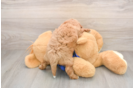 Playful Mini Groodle Poodle Mix Puppy