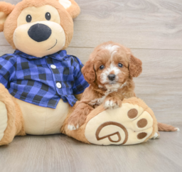 7 week old Mini Goldendoodle Puppy For Sale - Premier Pups