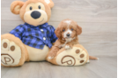 Mini Goldendoodle Pup Being Cute
