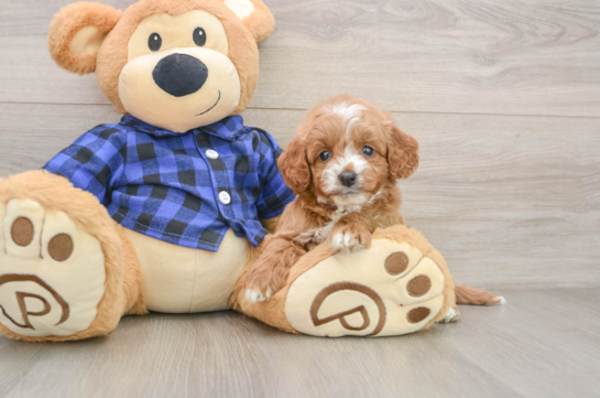 Mini Goldendoodle Pup Being Cute