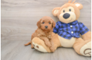 Little Mini Goldenpoo Poodle Mix Puppy