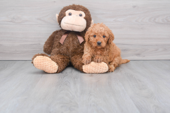 Mini Goldendoodle Puppy for Adoption