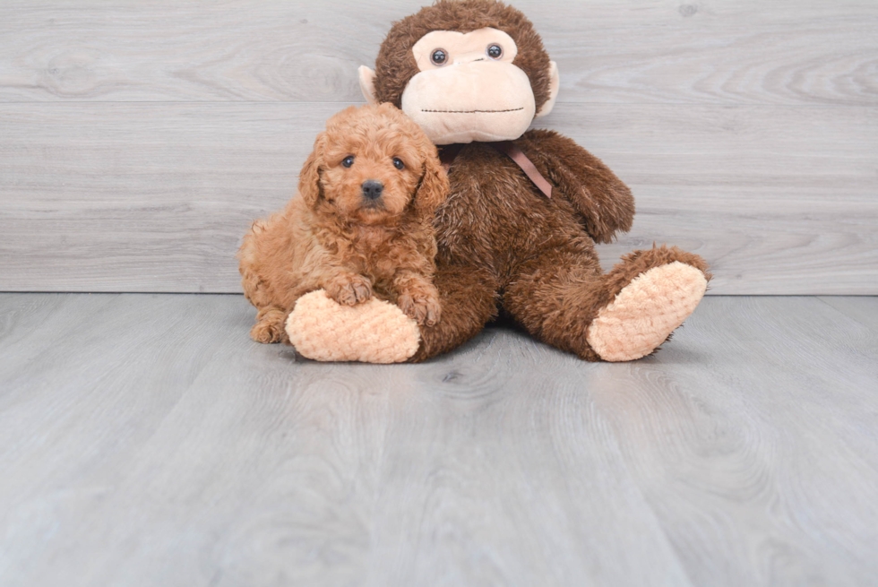 Best Mini Goldendoodle Baby