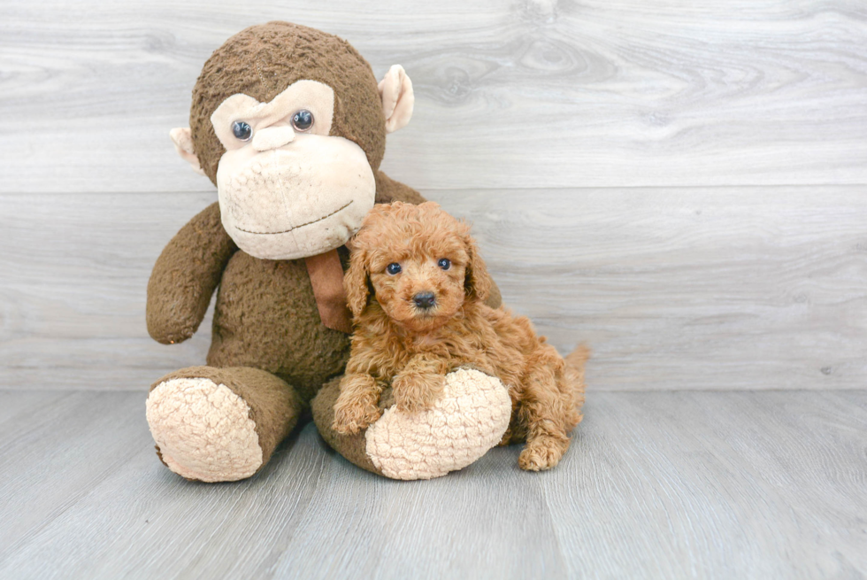 Happy Mini Goldendoodle Baby