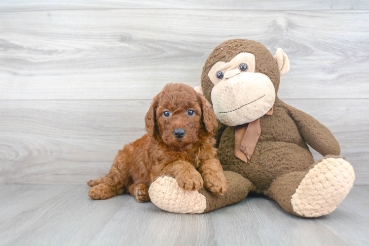 Mini Goldendoodle Puppy for Adoption