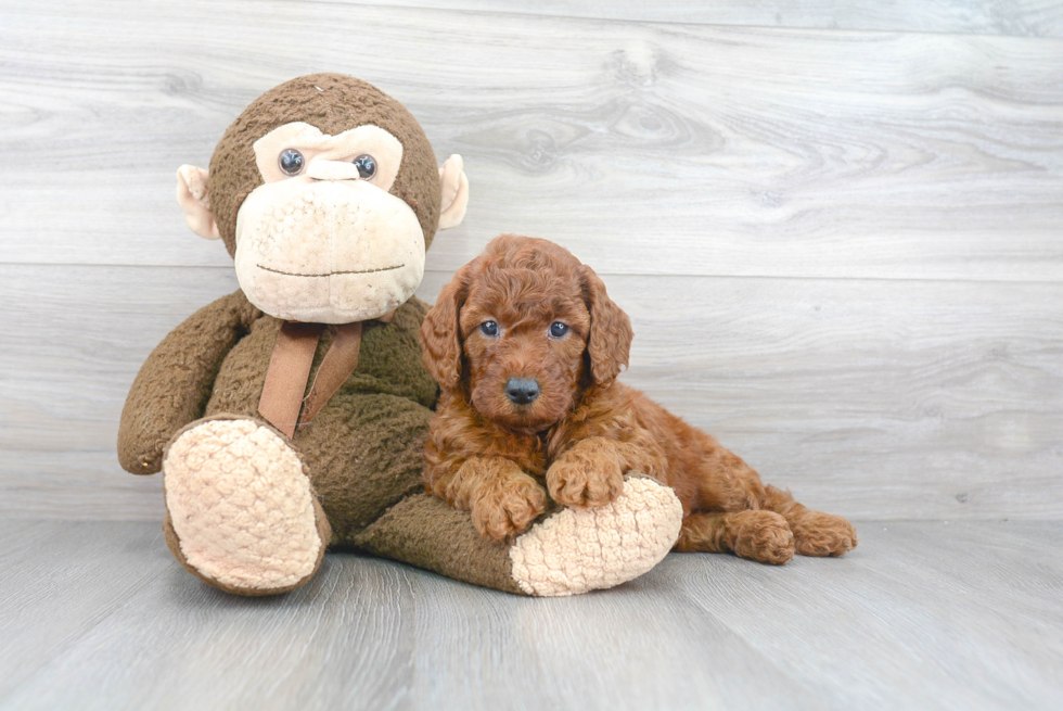 Best Mini Goldendoodle Baby