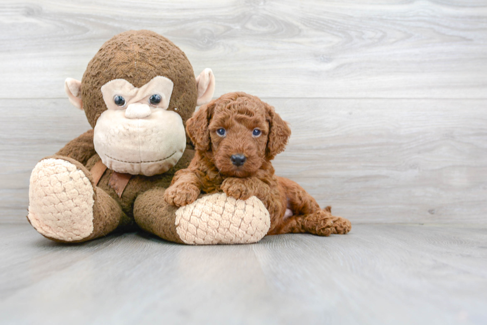 Happy Mini Goldendoodle Baby