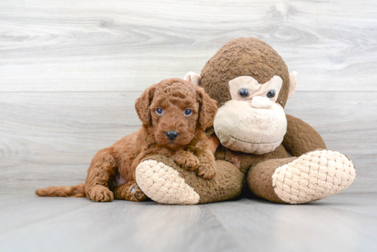 Popular Mini Goldendoodle Poodle Mix Pup