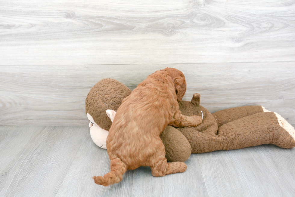 Energetic Golden Retriever Poodle Mix Puppy