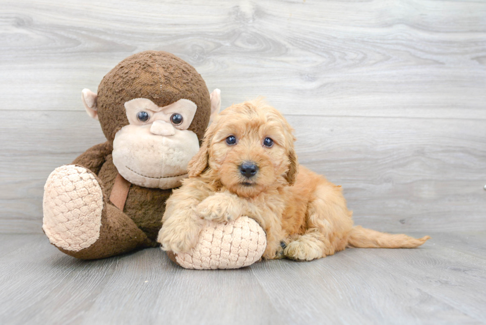 Mini Goldendoodle Puppy for Adoption