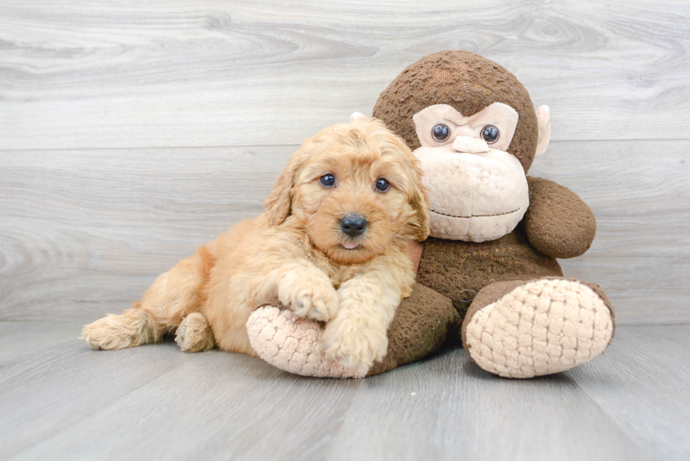 Mini Goldendoodle Puppy for Adoption