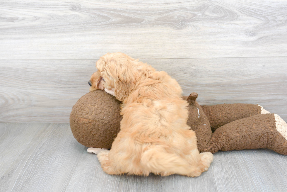 Playful Golden Retriever Poodle Mix Puppy