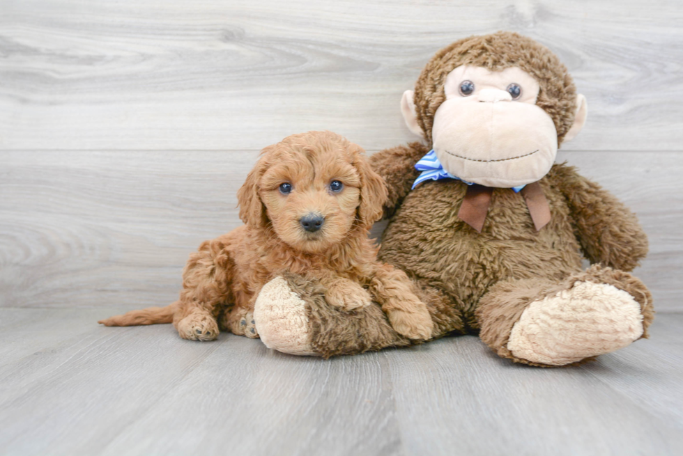 Best Mini Goldendoodle Baby