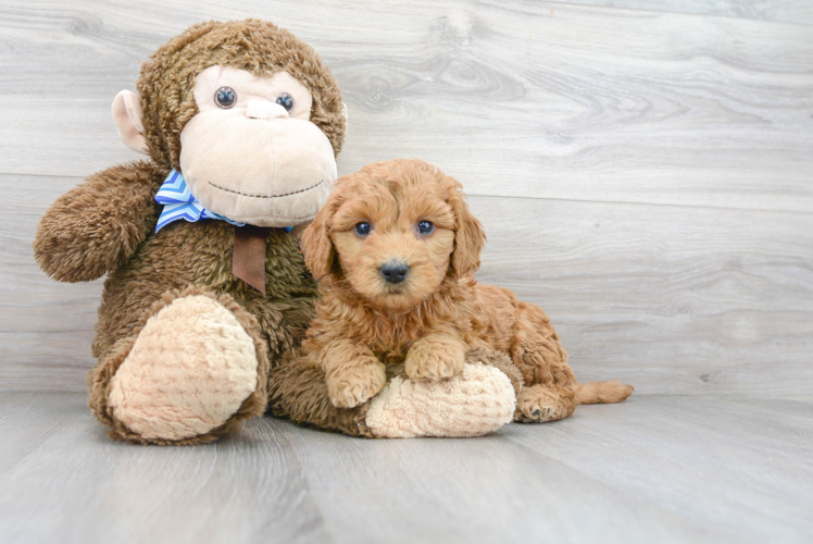 Popular Mini Goldendoodle Poodle Mix Pup