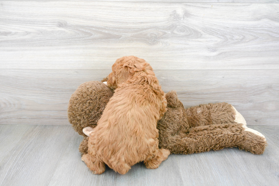 Playful Golden Retriever Poodle Mix Puppy