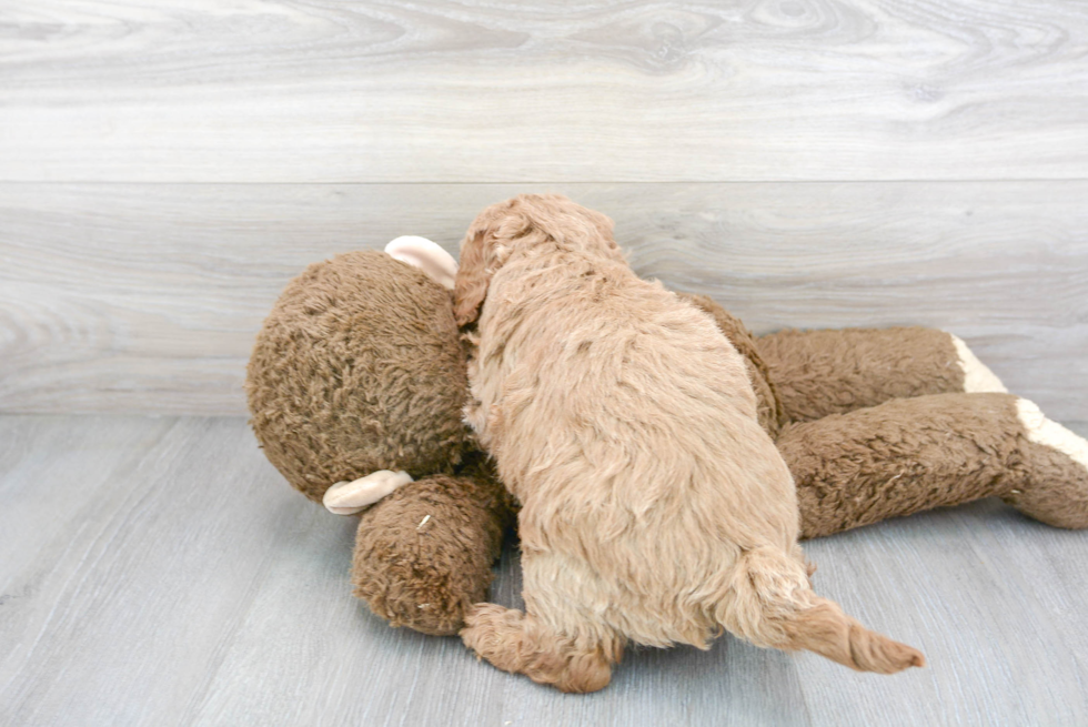 Happy Mini Goldendoodle Baby