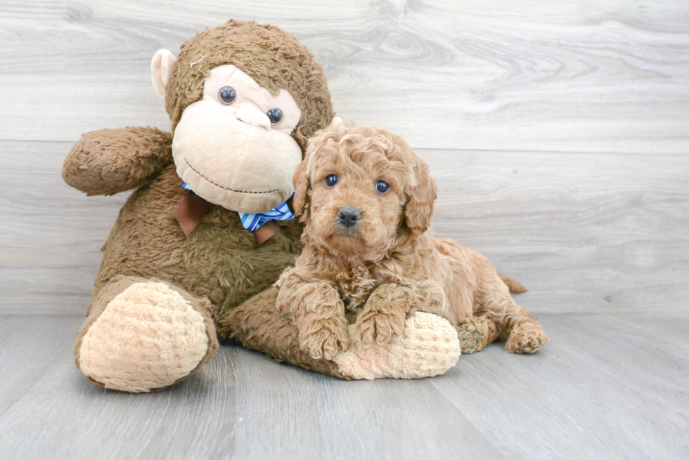 Mini Goldendoodle Pup Being Cute