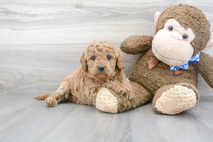 Little Golden Retriever Poodle Mix Puppy