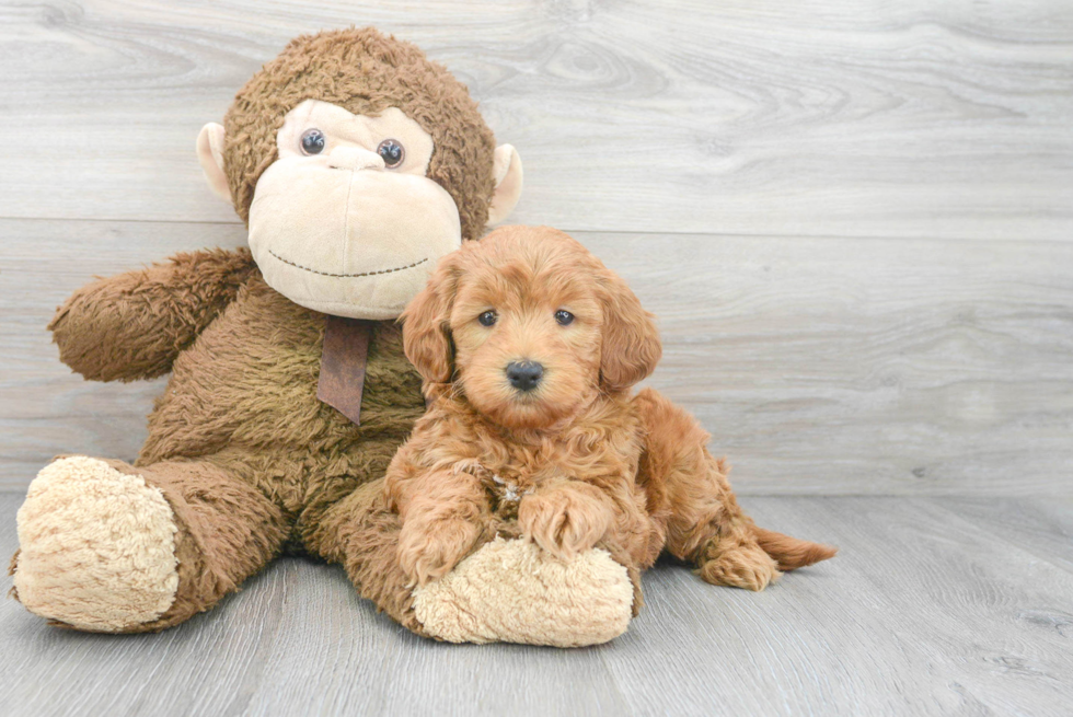 Mini Goldendoodle Pup Being Cute