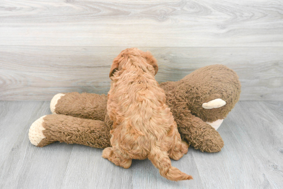 Cute Mini Goldendoodle Baby