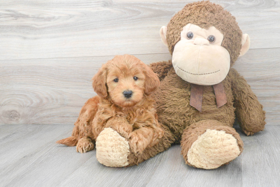 Mini Goldendoodle Puppy for Adoption