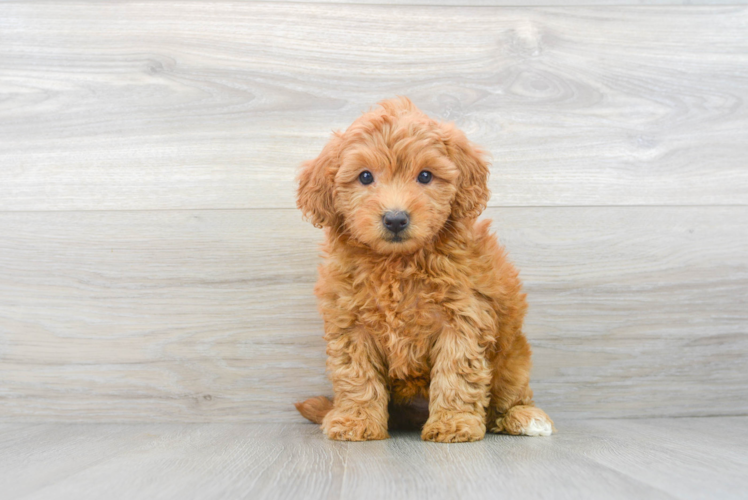 Fluffy Mini Goldendoodle Poodle Mix Pup