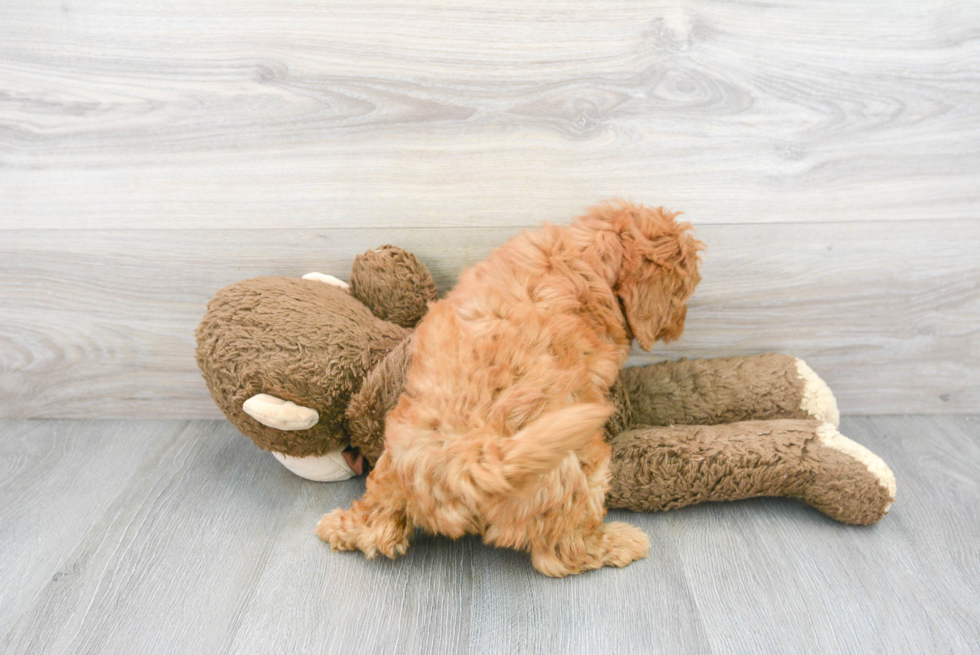 Fluffy Mini Goldendoodle Poodle Mix Pup