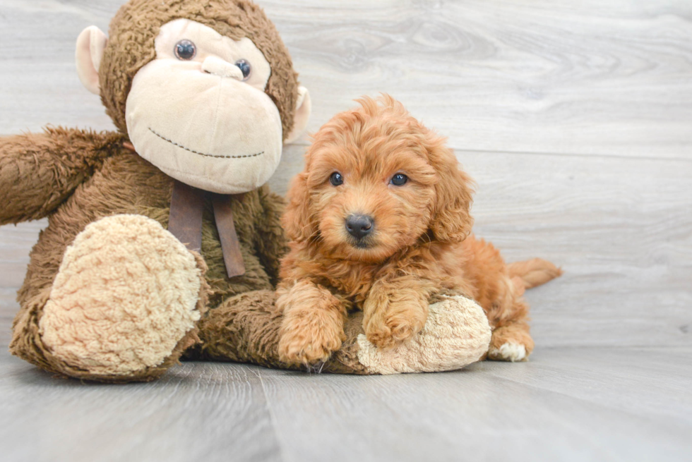 Smart Mini Goldendoodle Poodle Mix Pup