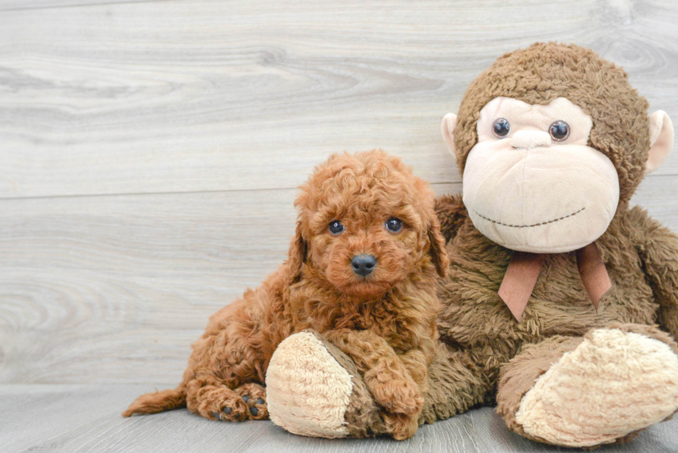 Cute Mini Goldendoodle Baby