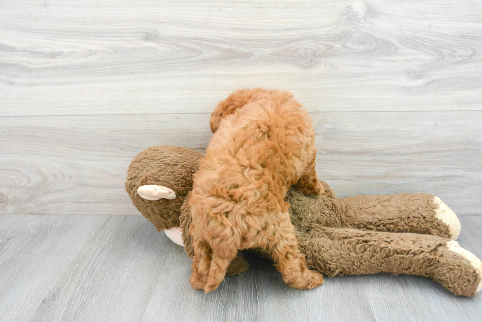 Playful Golden Retriever Poodle Mix Puppy