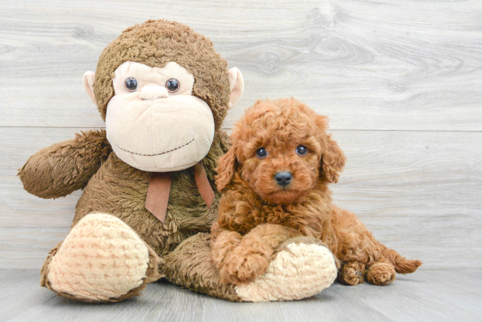 Mini Goldendoodle Pup Being Cute