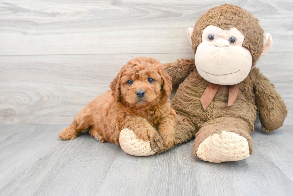 Best Mini Goldendoodle Baby