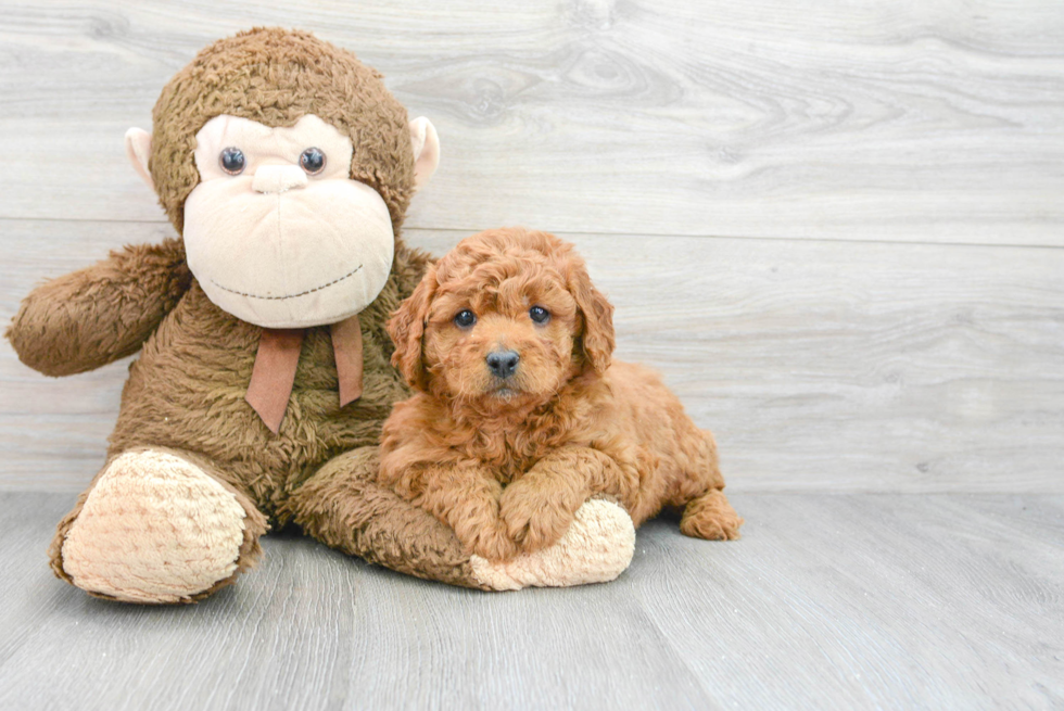 Best Mini Goldendoodle Baby