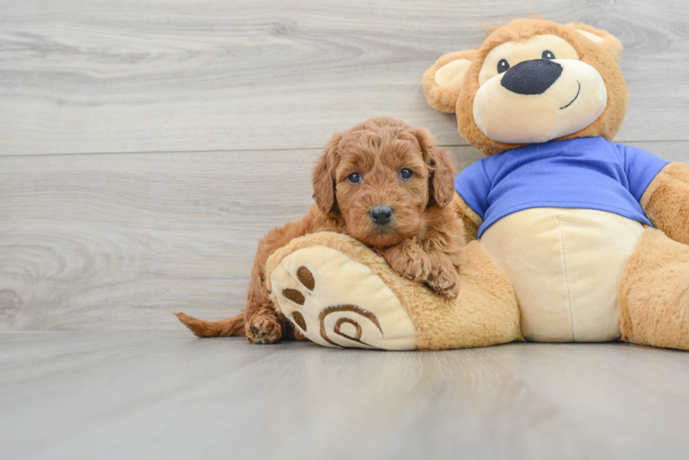 Fluffy Mini Goldendoodle Poodle Mix Pup