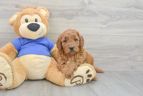 Best Mini Goldendoodle Baby