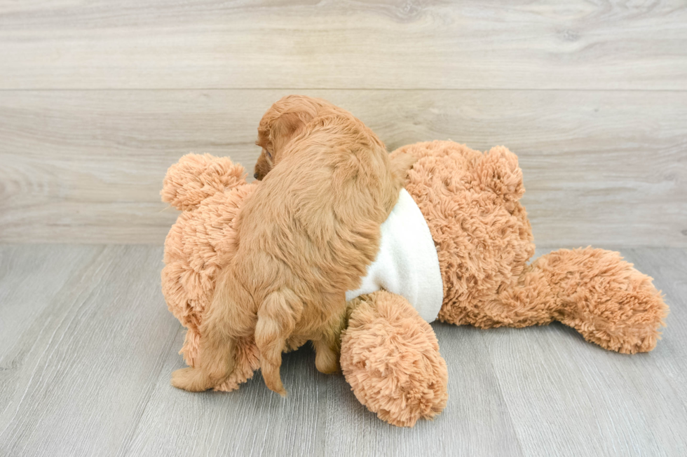 Smart Mini Goldendoodle Poodle Mix Pup